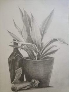 a pencil drawing of a potted plant next to a bottle