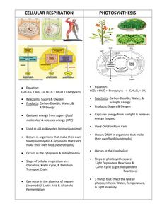 an overview of cellular resection and photosynmes