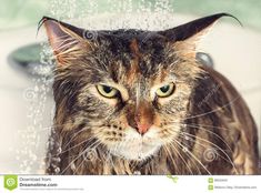 a cat is taking a bath in the bathroom with water coming out of it's ears