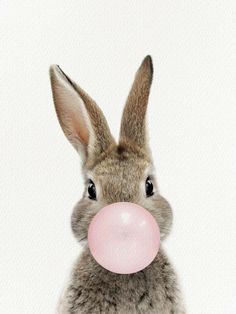 a close up of a bunny with a bubble gum in its mouth and a white background