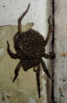 a large spider crawling on the side of a wall