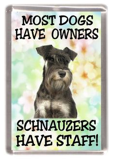 a schnauzer sitting on top of a blue and green background with the words most dogs have owners