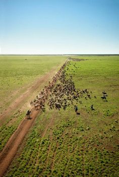 a large herd of wild animals running across a grass covered field next to a dirt road