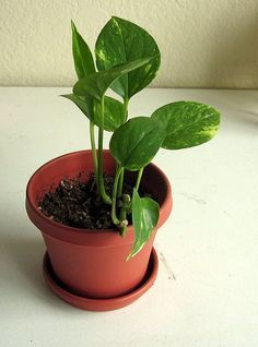 a potted plant sitting on top of a white table next to a brown plate