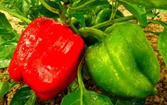 green and red peppers growing on the plant