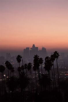 palm trees in front of a city skyline at sunset