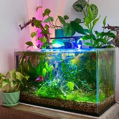 an aquarium filled with plants and water