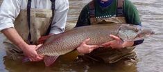 two men holding a large fish in the water