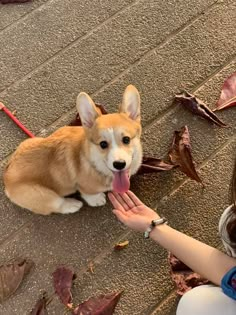 a corgi dog sitting on the ground being petted by someone's hand