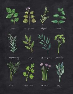 an illustration of different types of herbs on a black background