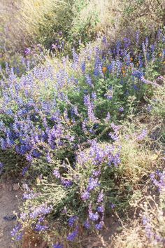 wildflowers growing on the side of a dirt road