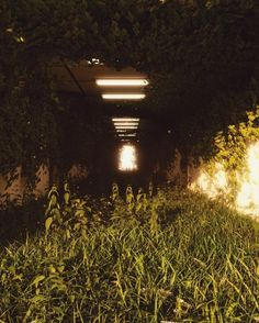 the light at the end of the tunnel shines brightly in the distance as it is surrounded by tall grass