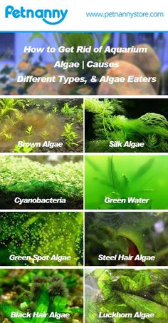 How to Get Rid of Algae in Fish Tank No Filter Fish Tank, Aqua Plants Fish Tanks, Fish Tank Plants Fresh Water, Aqua Scaping Freshwater Aquarium, Freshwater Planted Aquarium, Aquarium Plants Freshwater, Shrimp Tank Aquascape, River Aquascape, Planted Aquarium Aquascaping