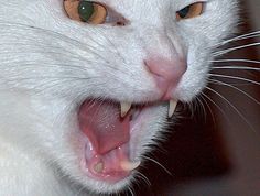 a white cat with it's mouth open showing teeth