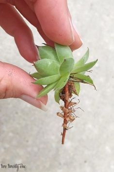 a hand is holding a small plant that has been sprout from the ground