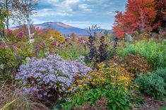 colorful garden with mountains in the background