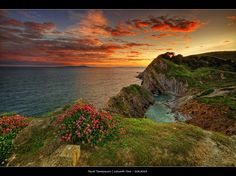 a beautiful sunset over the ocean with flowers growing out of the rocks and grass on the shore