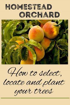 a poster with the words how to select, locate and plant your trees