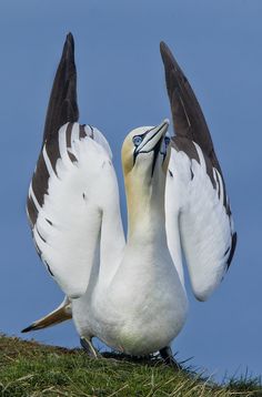 two seagulls sitting on top of a grass covered hill next to each other