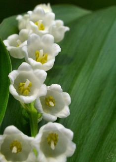 white flowers with yellow stamens on a green leafy surface, close up