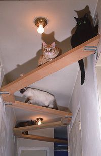 two cats sitting on top of wooden shelves in a room with white walls and light fixtures