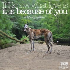 a dog standing on top of a dirt road next to trees and water with a quote above it that says if i know what love is, it, it is its because of