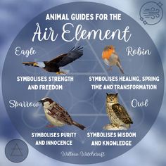 an animal guide for the air element