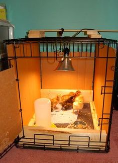 a cage with food in it and a light hanging from the ceiling over top of it