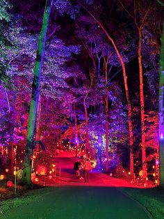 a road with lots of lit up trees and lanterns on the ground in front of it