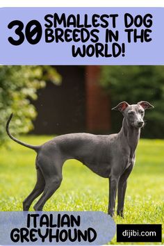 a dog standing in the grass with text overlay that reads 30 smallest dog breeds in the world italian greyhound