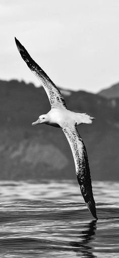 a black and white photo of a seagull flying over the water with mountains in the background