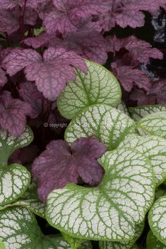 some purple and white plants with green leaves