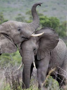 an elephant with tusks standing in the grass