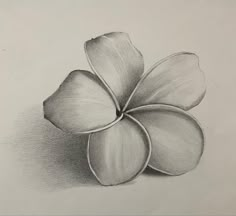 a pencil drawing of a flower on paper