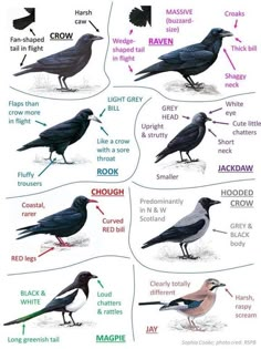 the different types of birds are shown in this diagram, which shows how to identify them