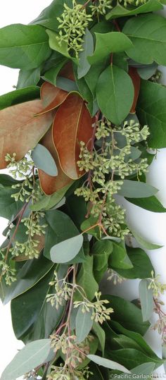 a bunch of green leaves and flowers on a white background with text overlay that reads how to make an eucalyptus wreath