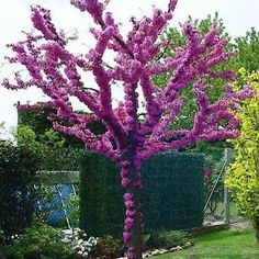 a purple tree in the middle of a garden