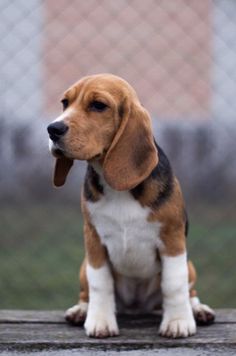 a brown and white dog sitting on top of a wooden table next to a fence