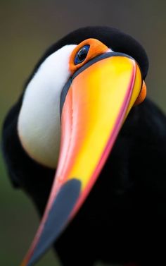 a close up of a bird with a large orange beak and black head, looking to the side