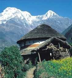 an old hut with thatched roof in front of snow - capped mountains and yellow flowers