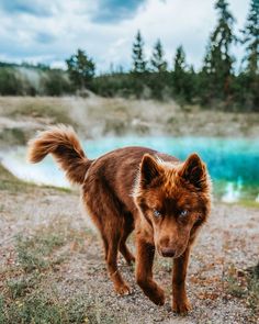 a brown and white dog walking across a field