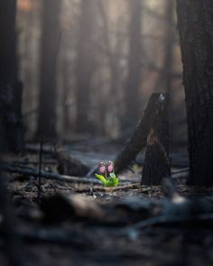 a small green plant in the middle of a forest