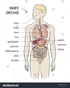 diagram of the human body with labels on each side and description of organs labeled below