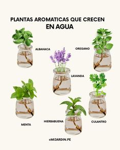 an image of plants in vases with the words plantas aromaticas que creceen en agua