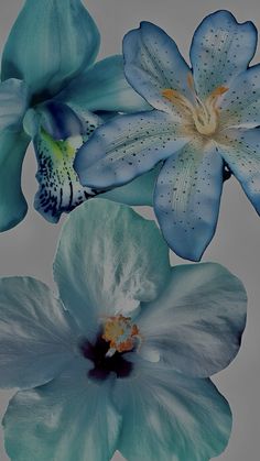 two blue and white flowers on a gray background