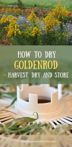 two pictures, one of goldenrod in the flower garden, and one of goldenrod drying in the dehydrator Goldenrod Uses, Homemade Body Care, Harvesting Herbs, Edible Wild Plants, Herbal Recipes, Herbal Healing