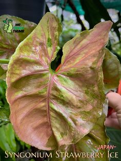 a close up of a leafy plant with green and red leaves in the background