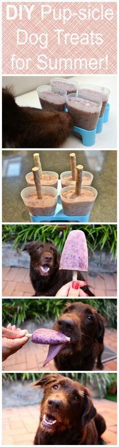 there is a dog that is eating out of a bowl with food on it and the words diy puppy treats for summer