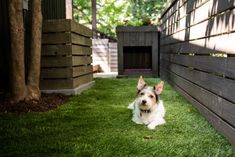 a small white and brown dog laying on top of grass next to a wooden fence