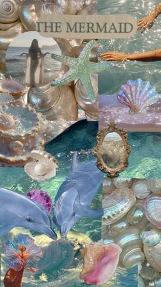 a collage of pictures with shells and sea animals in them, including a dolphin